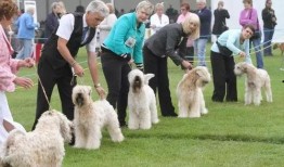 人与狗性交视频,伦理争议与法律边界